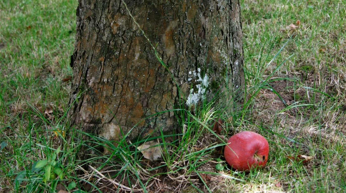 the apple doesn't fall far from the tree!